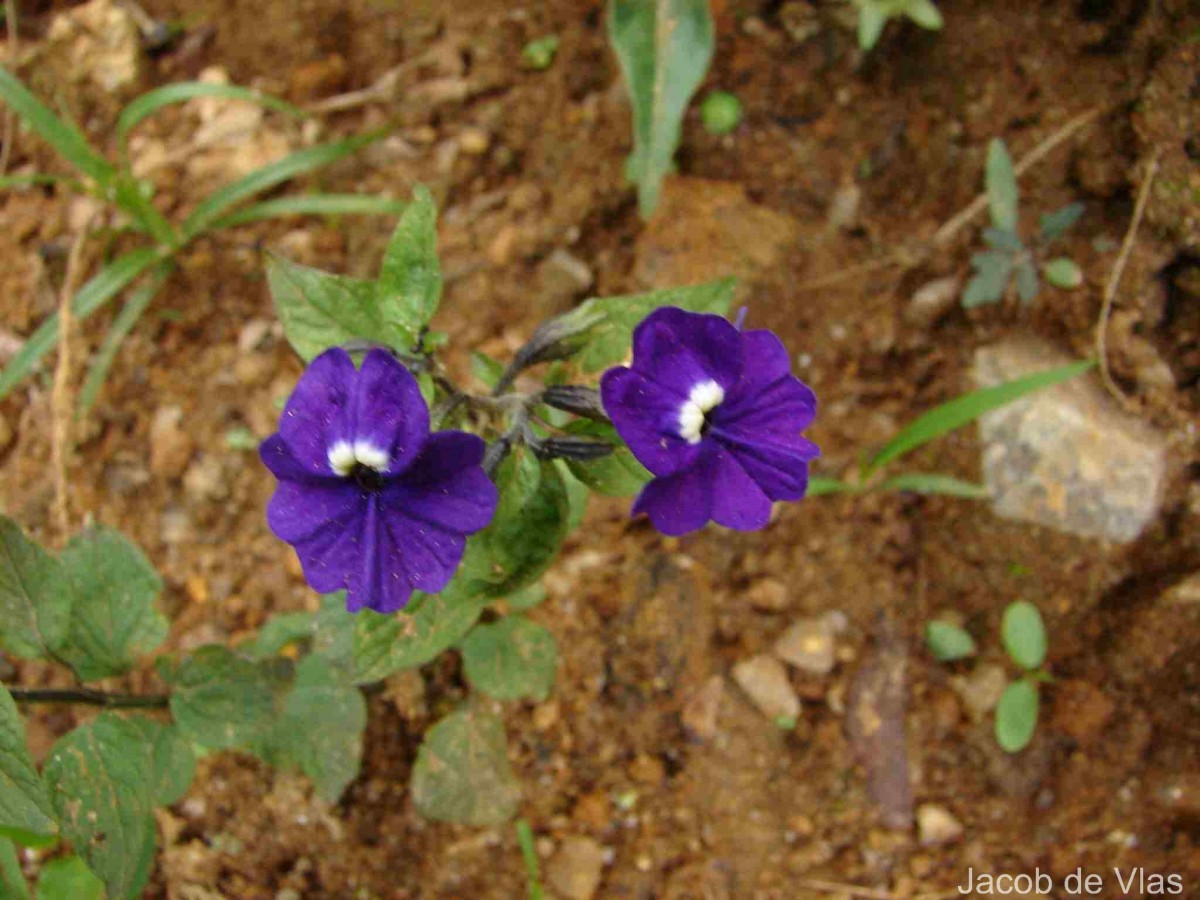 Browallia americana L.